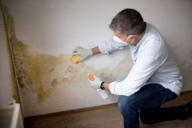 Best Water Damage & Mold Remediation  in Chesterton, IN