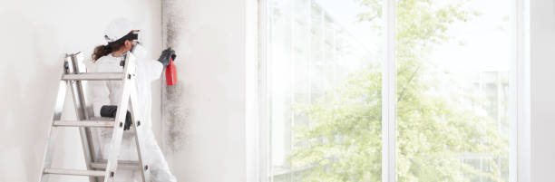 Best Basement Mold Removal  in Chesterton, IN